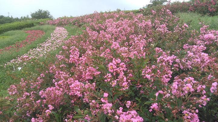 馬見花苑