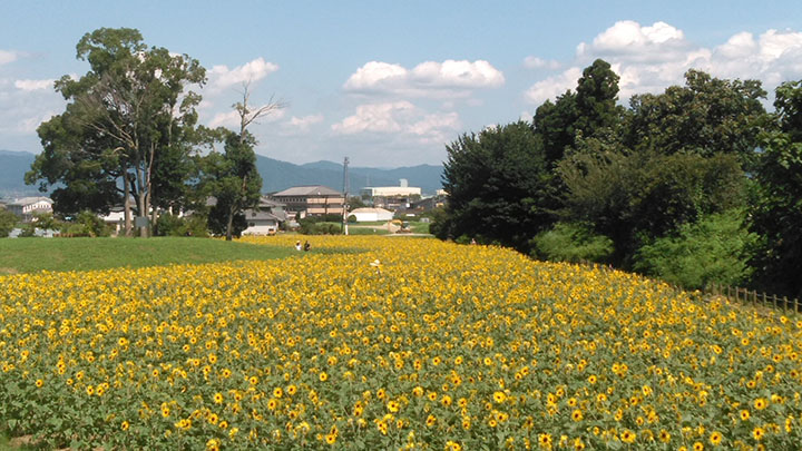春まちの丘