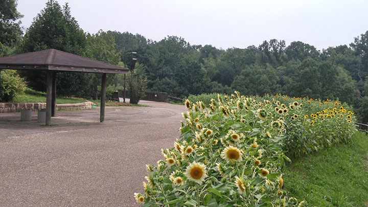 ヤマモモ広場