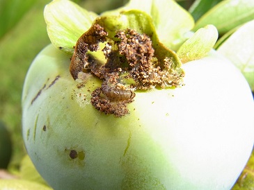 カキノヘタムシガの幼虫と虫糞