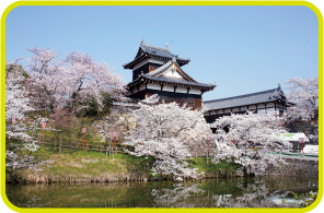 郡山城の桜