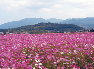 香具山