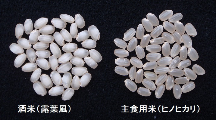 酒米と主食用米の比較（酒米の中心には心白が見えます）