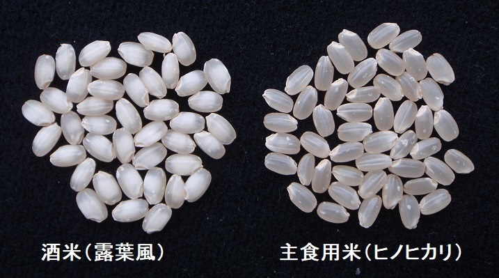 酒米と主食用米の比較(酒米の中心には心白が見えます)