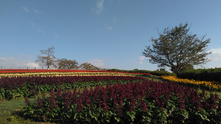 馬見花苑