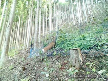 シカ防護ネット