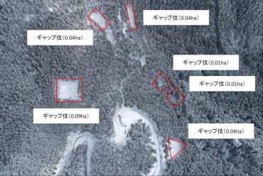 県営林内の恒続林施業のモデル地