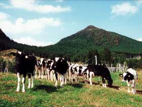 子牛と後古光山