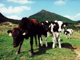 放牧中の和牛とホルスタイン