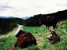 放牧中の和牛と高見山