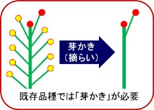 芽かきの図