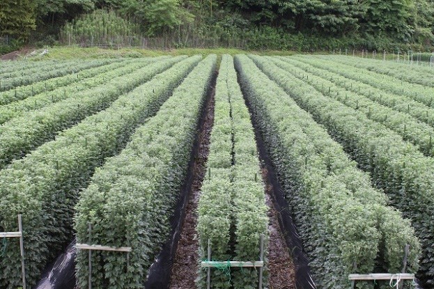 県内の8月盆用小ギク栽培圃場