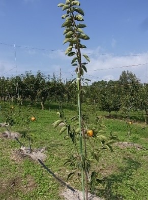 カキの実が成った幼苗