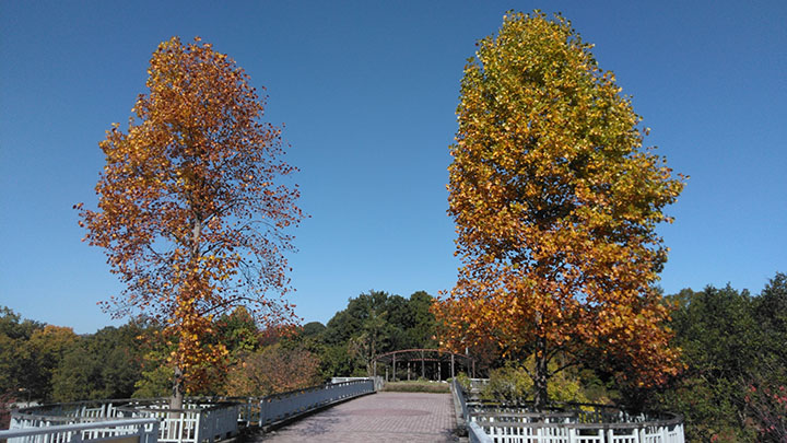 タダオシ橋