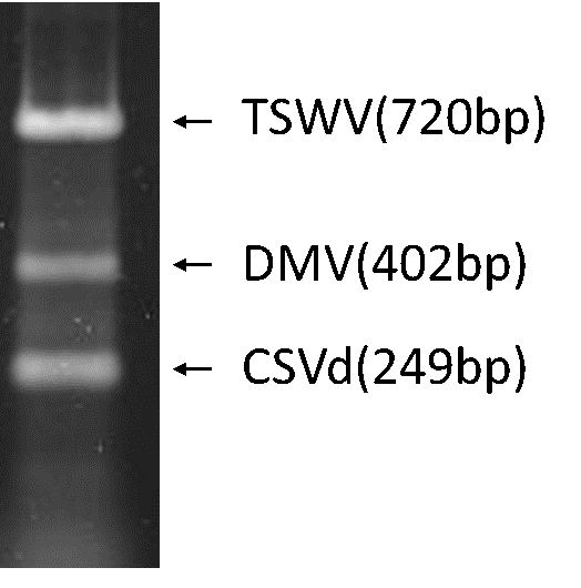 PCR画像