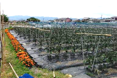 天敵温存植物を植えたナスほ場