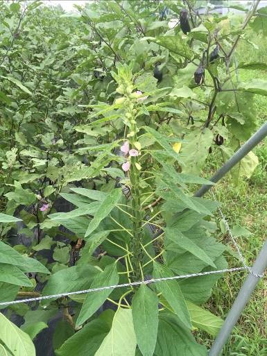 ナス畝上に植栽したゴマ