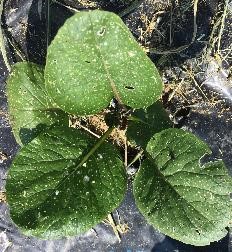 キスジノミハムシに食害されたコマツナ