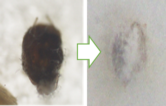 害虫に寄生する微生物製剤