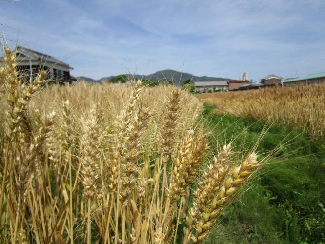 強力系小麦品種の栽培試験