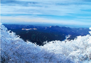 三峰(みうね)山の霧氷(むひょう)