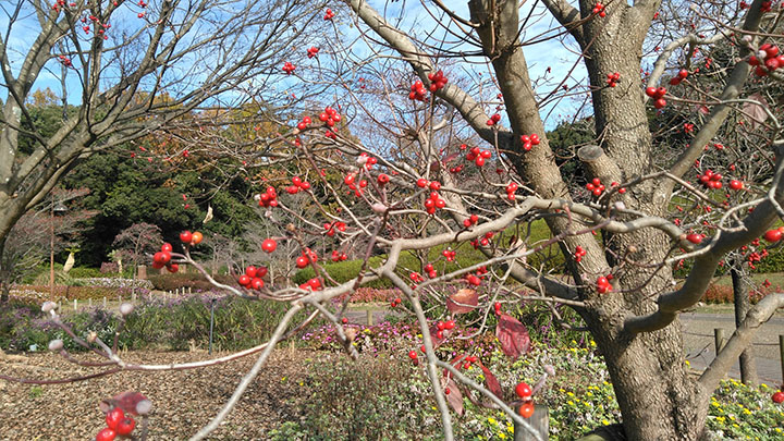 花の道