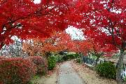 大和高田市写真5