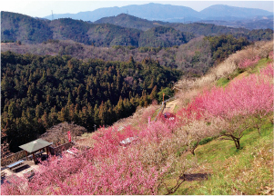 広橋梅林