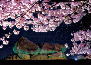 石舞台古墳夜桜ライトアップ