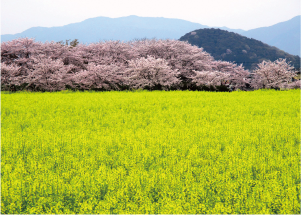 藤原宮跡花園 菜の花