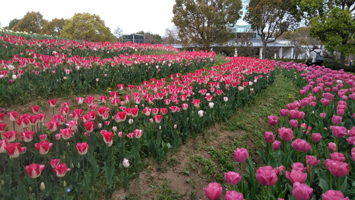 芝生の丘