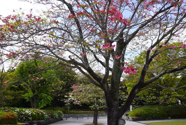 公園館前