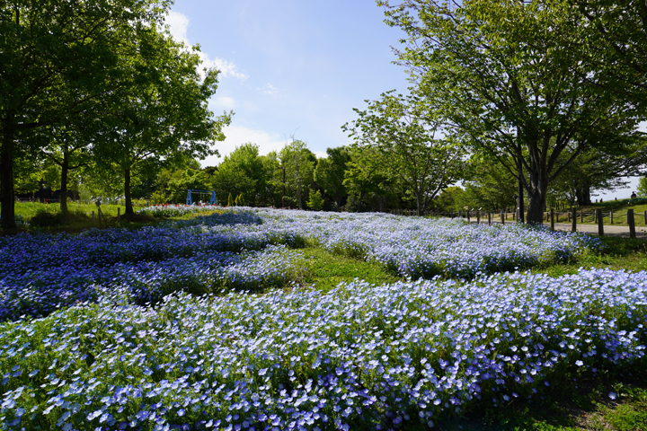 彩りの広場