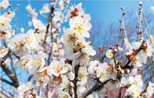 梅の花香る春のみんぱくで楽しいひととき写真01