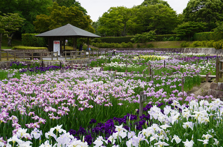 菖蒲園