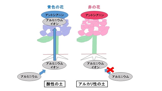 あじさい