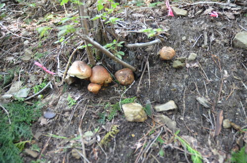 今年発生したバカマツタケの一部