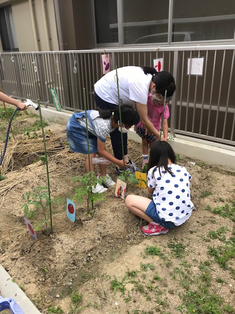 野菜を植えました