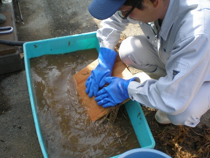 ヤマトトウキの湯もみの様子