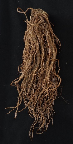 修治を経たヤマトトウキの根