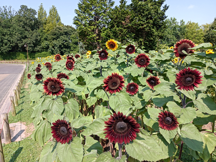 花の道