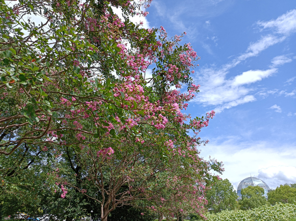 芝生の丘