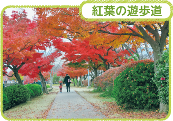 紅葉の散歩道