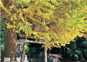 春日神社のラッパイチョウ