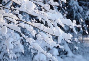 万葉集と雪