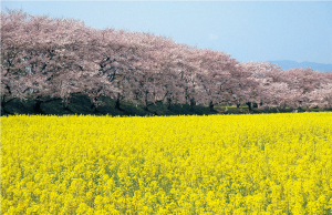 菜の花