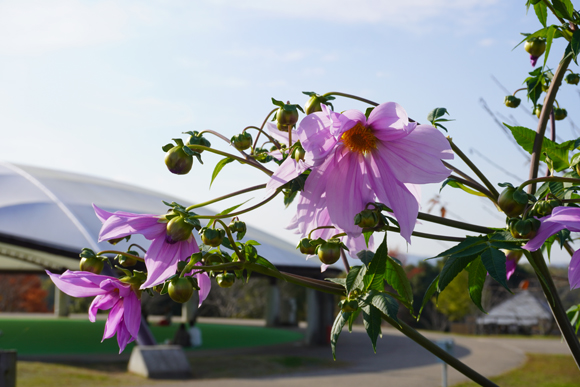 花笑み橋