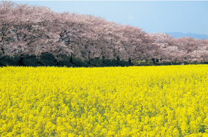 『菜の花』