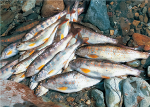 アマゴの渓流釣り解禁!