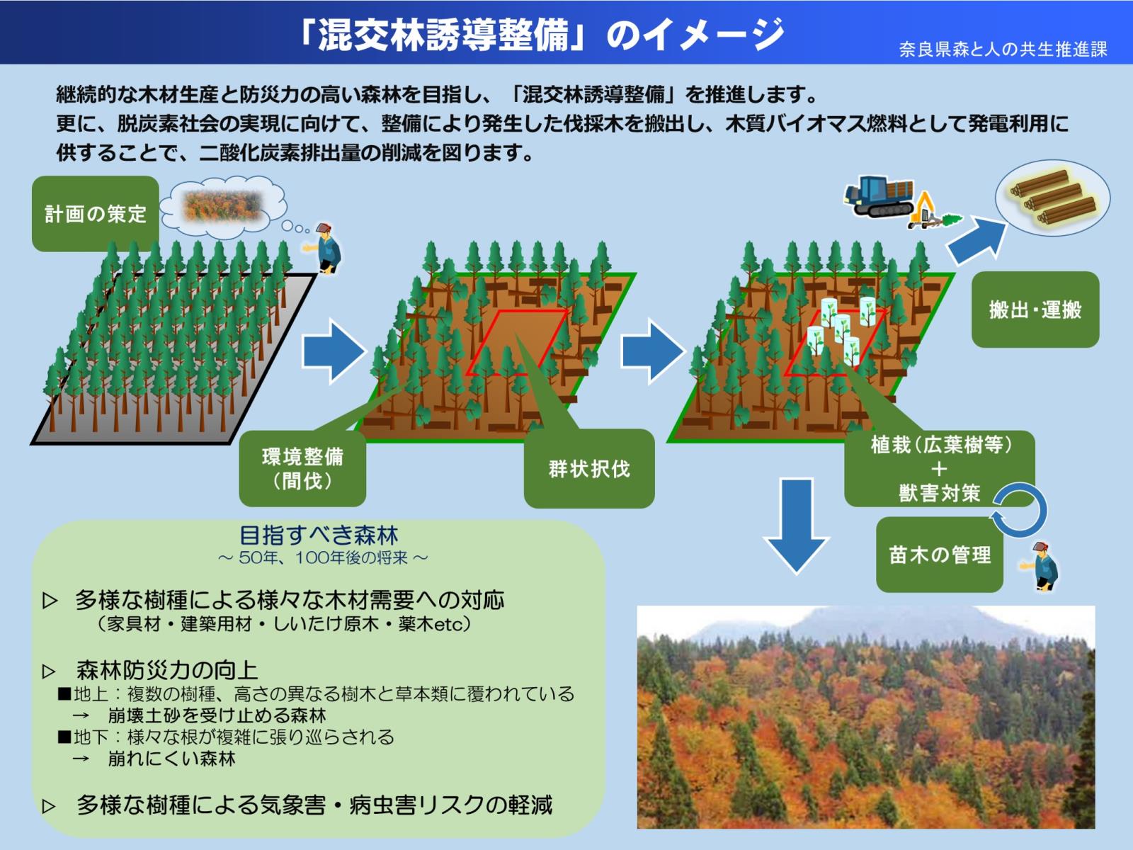 R4混交林イメージ